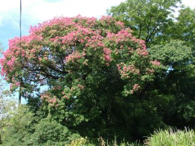 Ceiba speciosa (samohú, palo borracho de flor rosada)